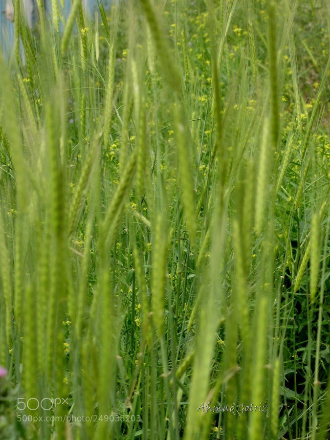 Canon PowerShot SX10 IS sample photo. Lalo photography