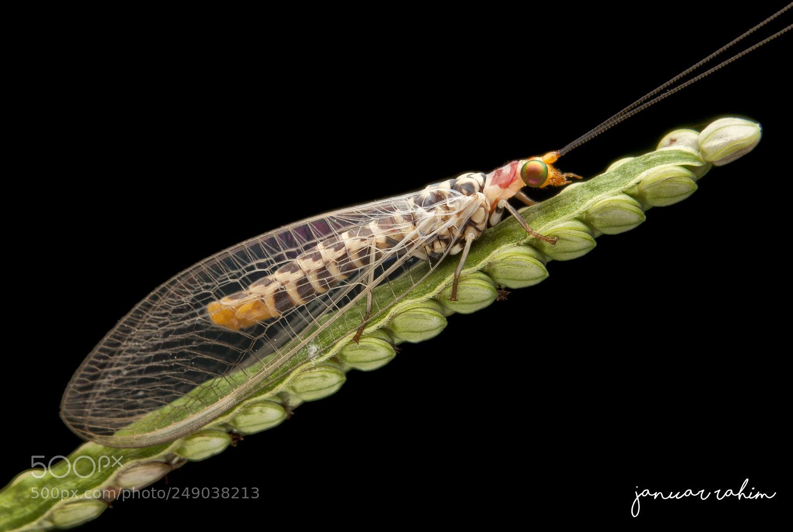 Canon EOS 1000D (EOS Digital Rebel XS / EOS Kiss F) sample photo. Lacewings photography