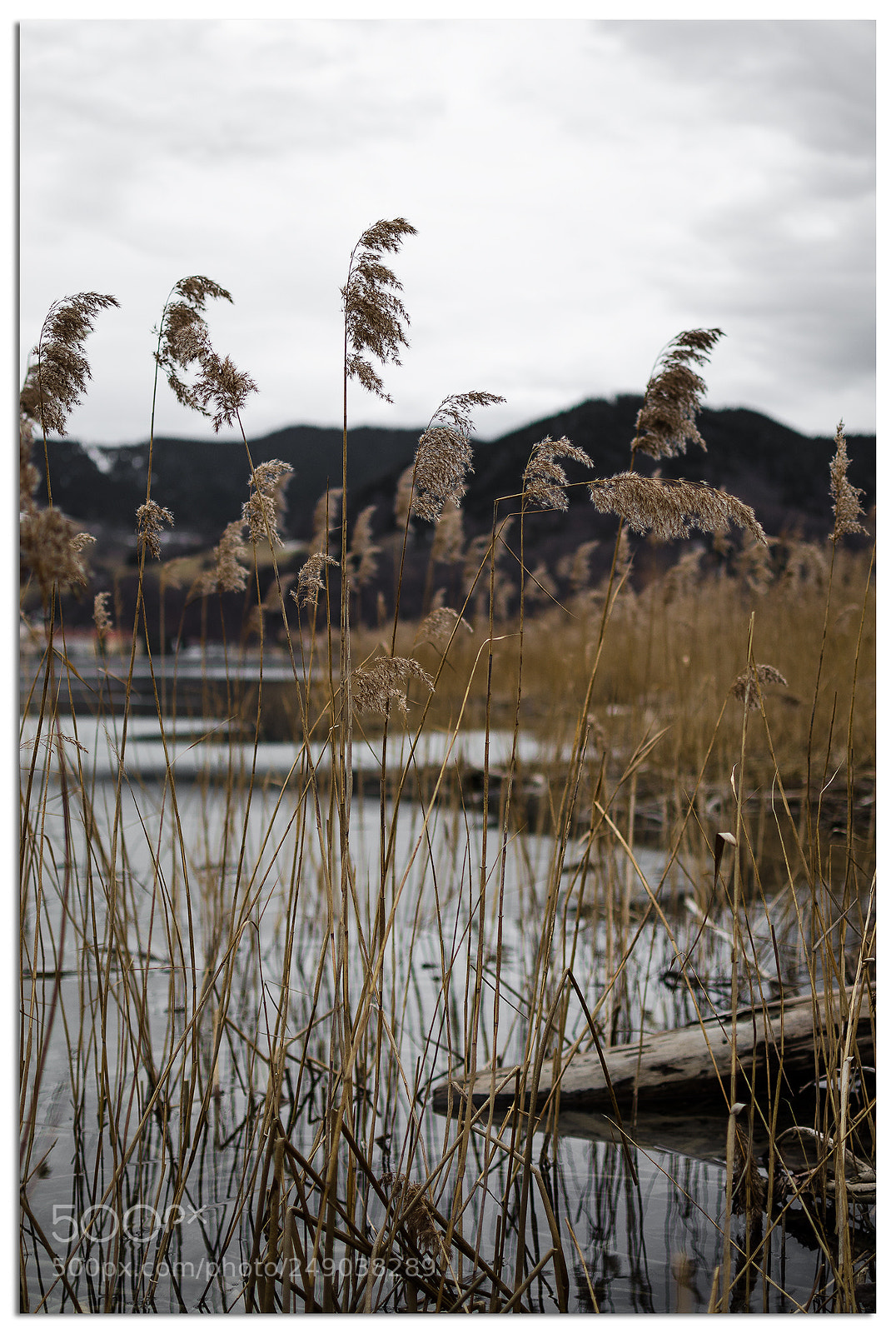 Nikon D7000 sample photo. Swaying in the cold photography