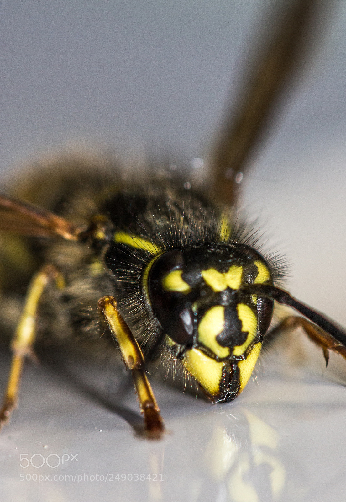 Canon EOS 550D (EOS Rebel T2i / EOS Kiss X4) sample photo. Yellowjacket (queen?) photography