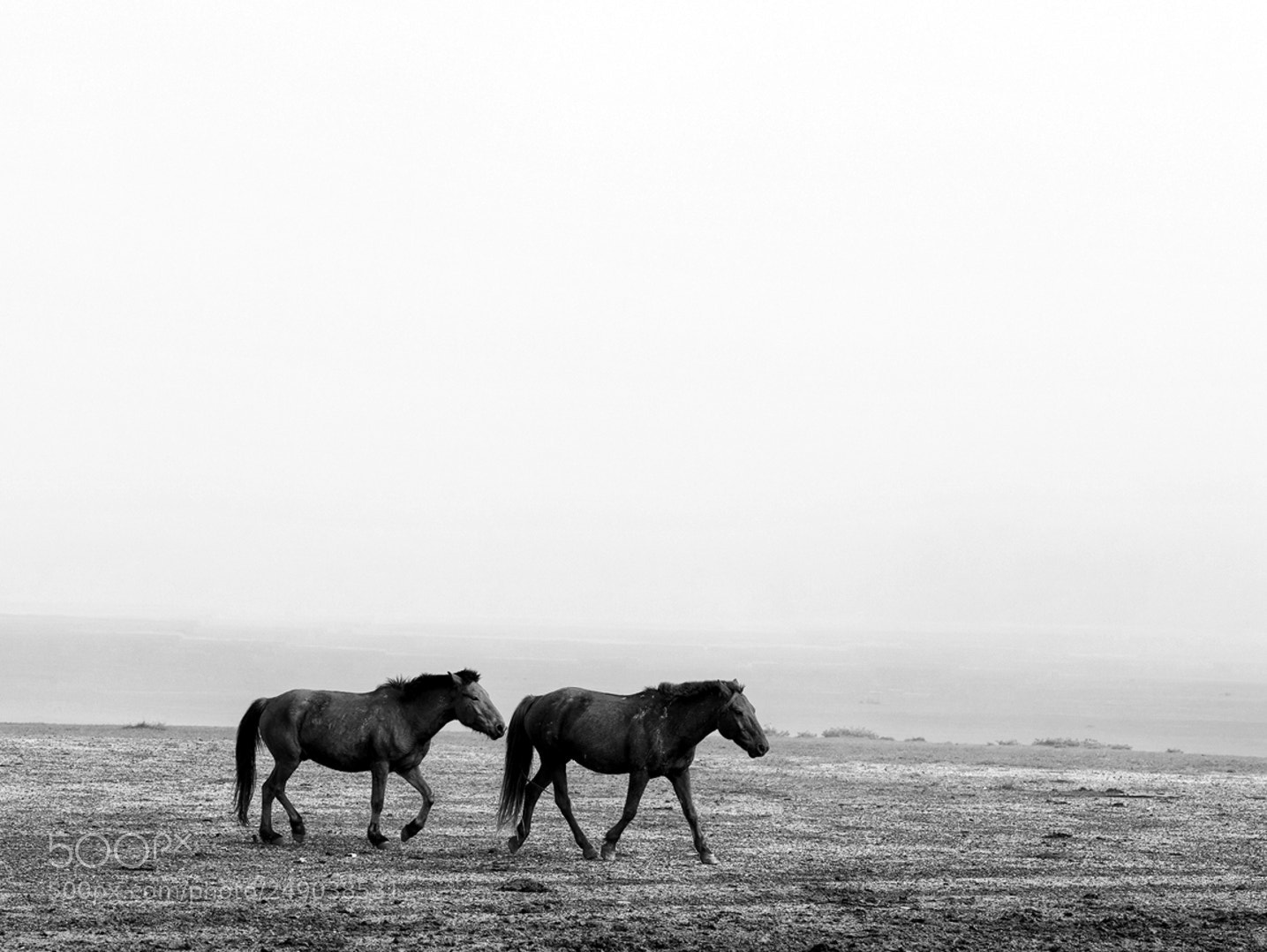 Nikon D800 sample photo. Horses xv photography