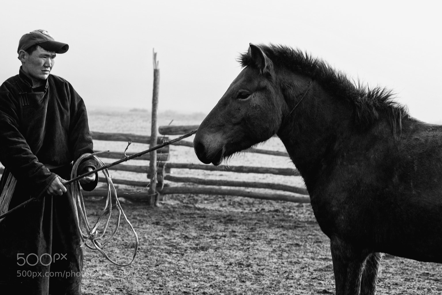 Nikon D800 sample photo. Horses xviii photography