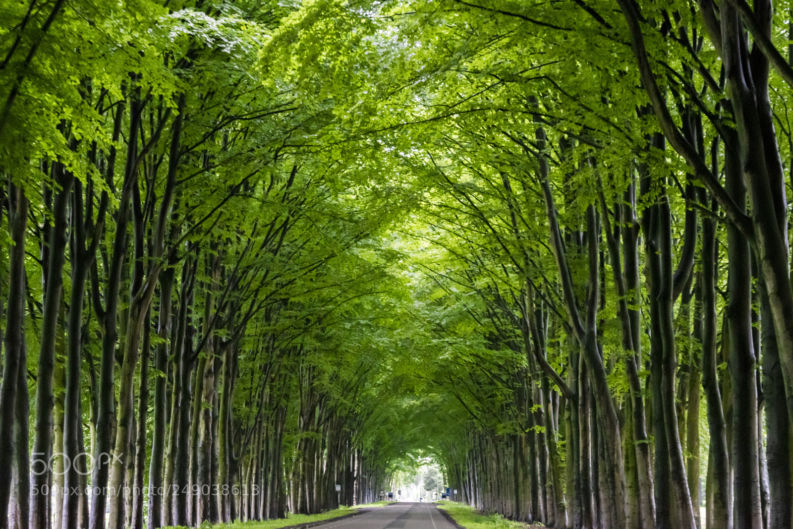 Nikon D3300 sample photo. Tunnel of trees. green photography