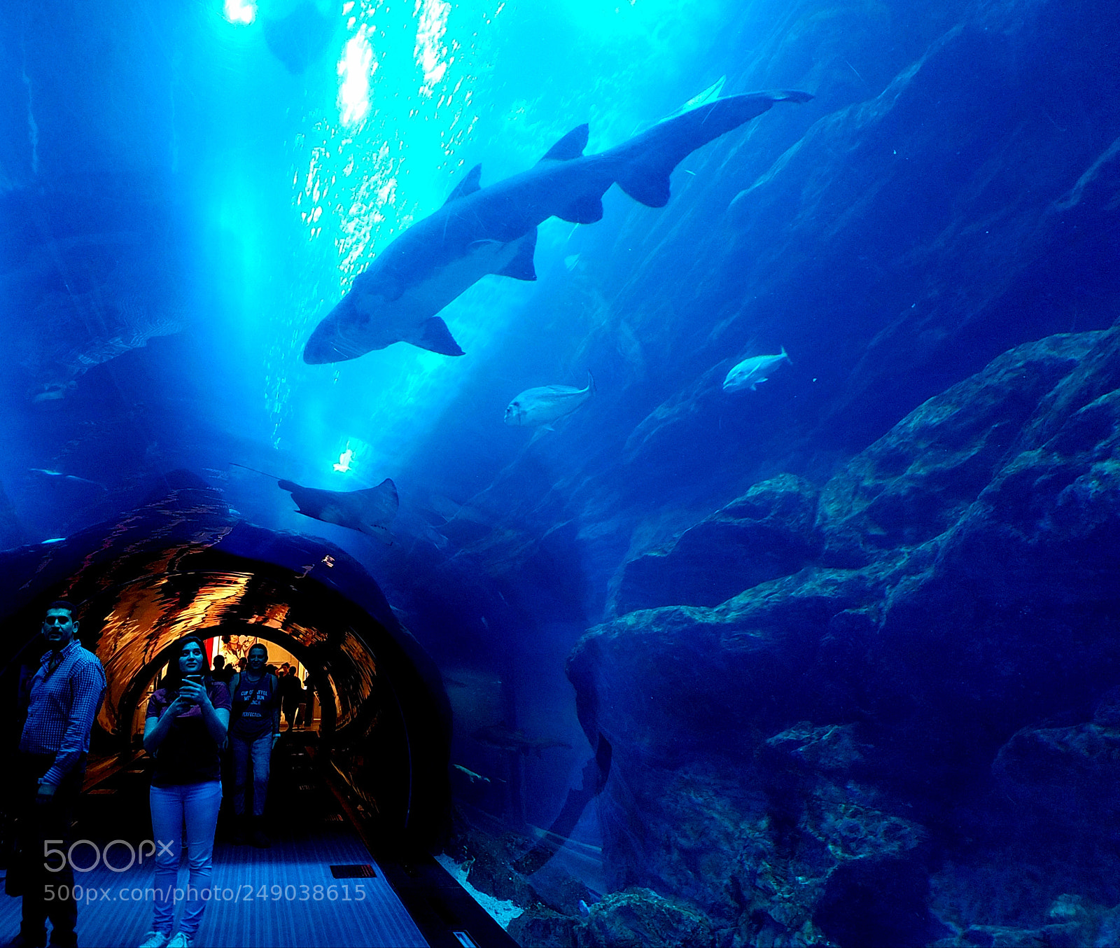 Samsung Galaxy S7 Edge sample photo. Shark photography