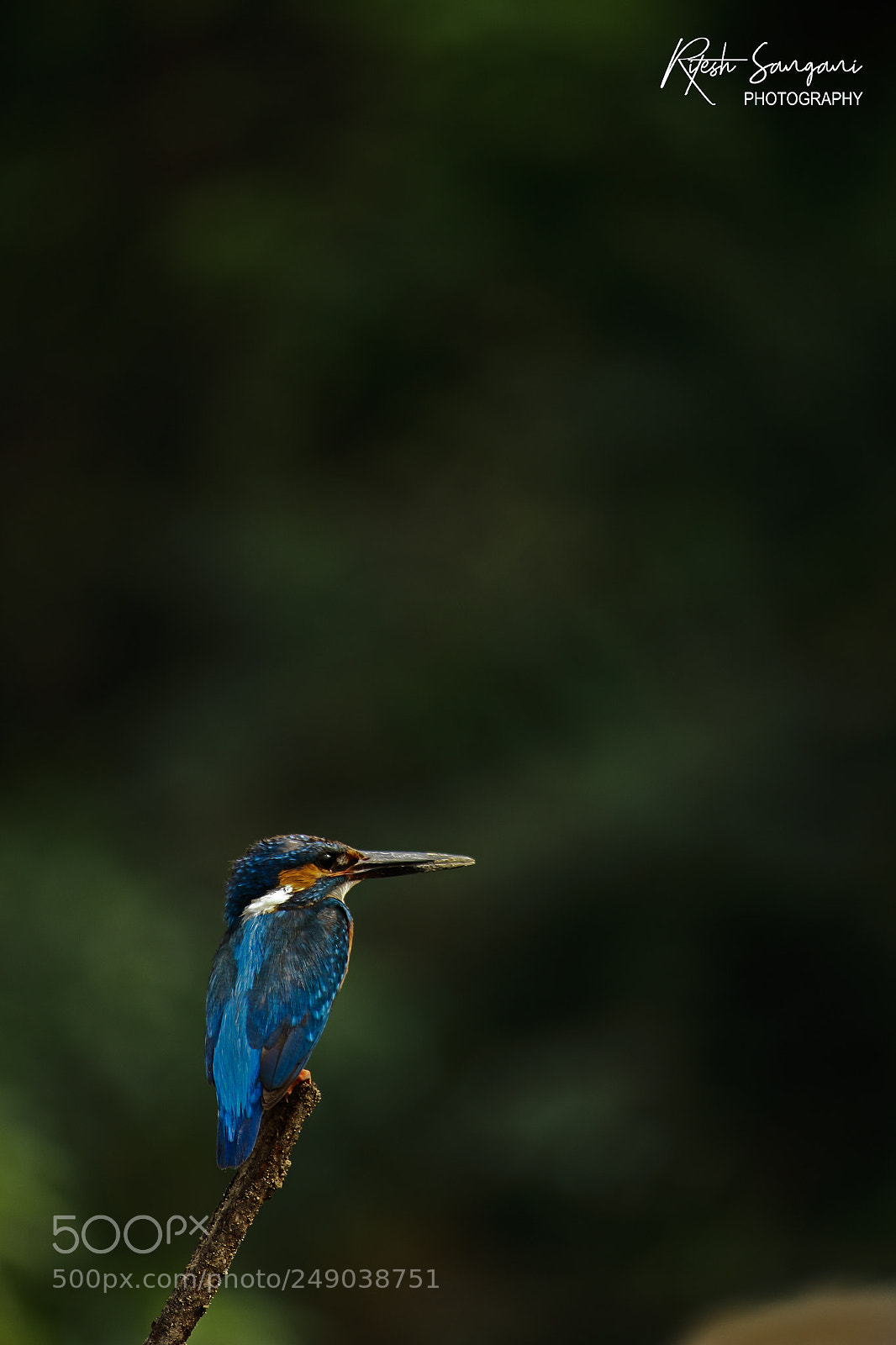 Canon EOS 700D (EOS Rebel T5i / EOS Kiss X7i) sample photo. King....! photography
