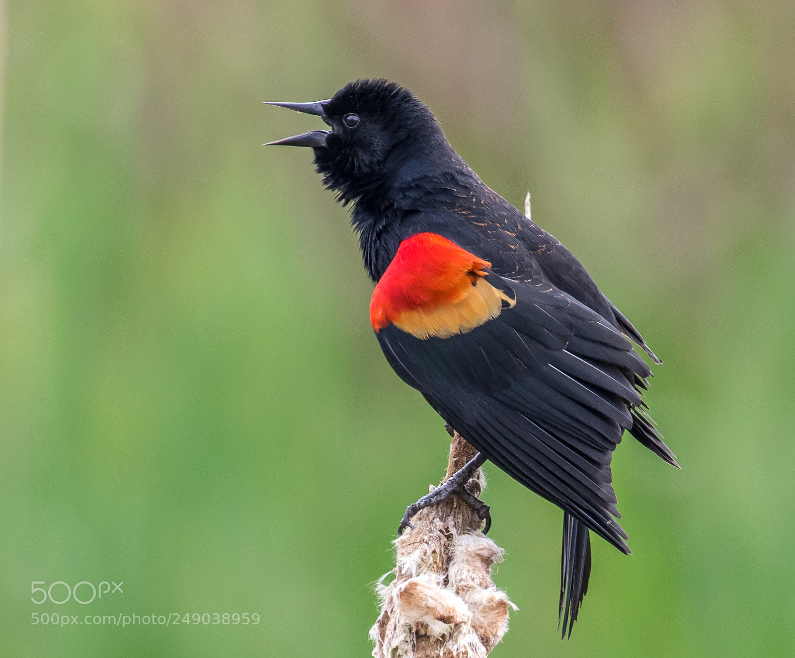 Canon EOS 7D Mark II sample photo. Red-winged black bird photography