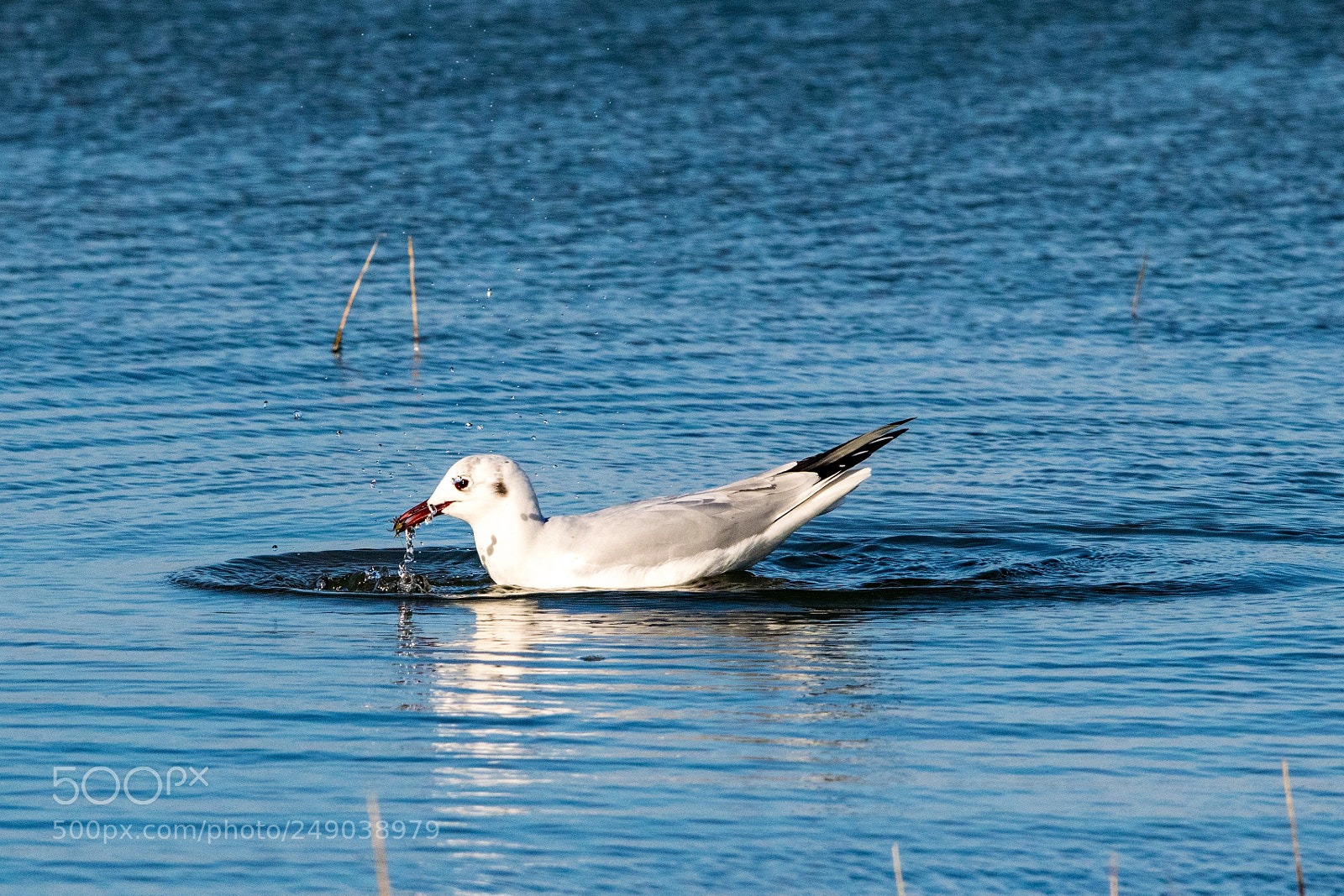 Nikon D3300 sample photo. Seagull photography