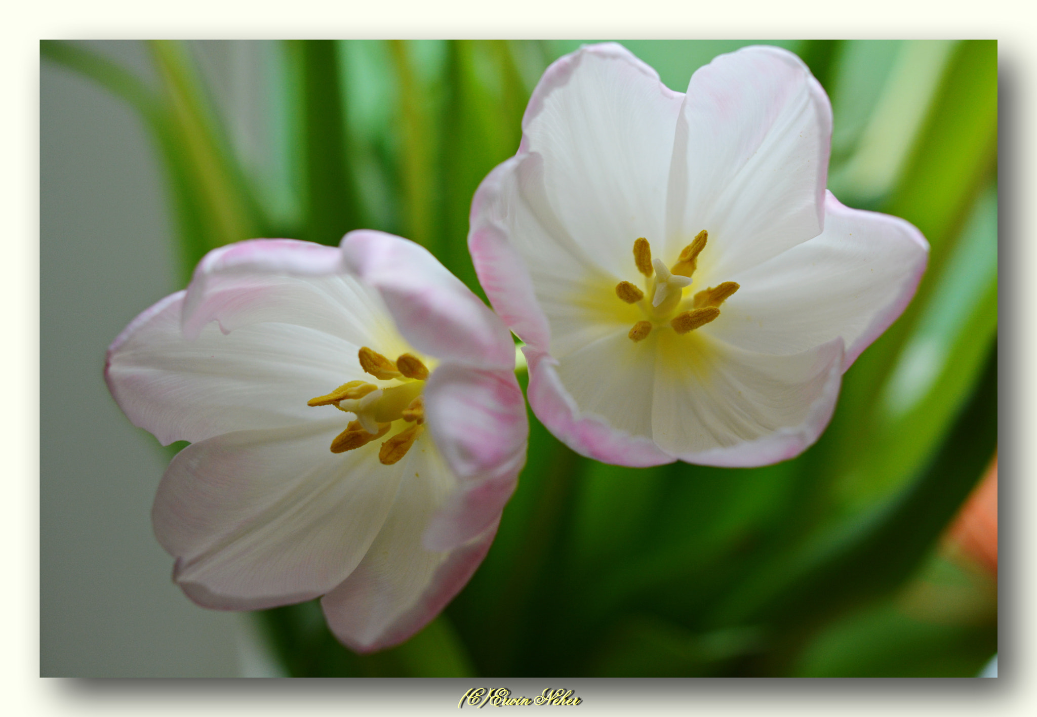 Nikon AF-S Micro-Nikkor 60mm F2.8G ED sample photo. Tulip5 photography