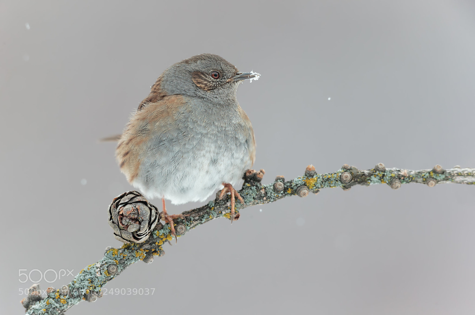 Canon EOS-1D X sample photo. Dunnock photography