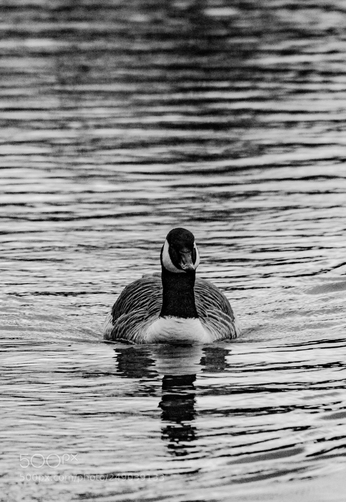 Canon EOS 700D (EOS Rebel T5i / EOS Kiss X7i) sample photo. Lone goose photography