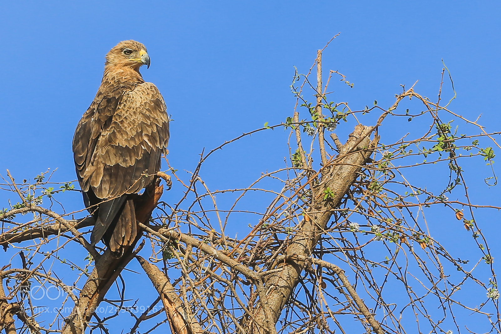 Canon EOS-1D X sample photo. Eagle on a branch photography