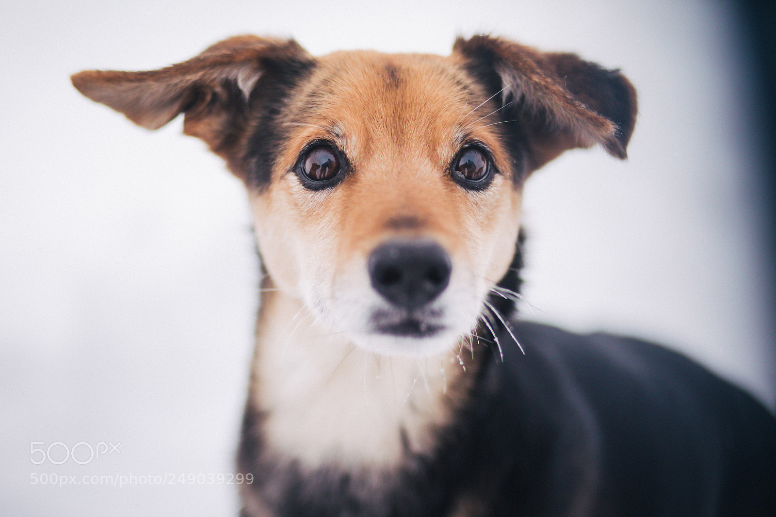 Canon EOS 5D Mark IV sample photo. Portrait of jason photography