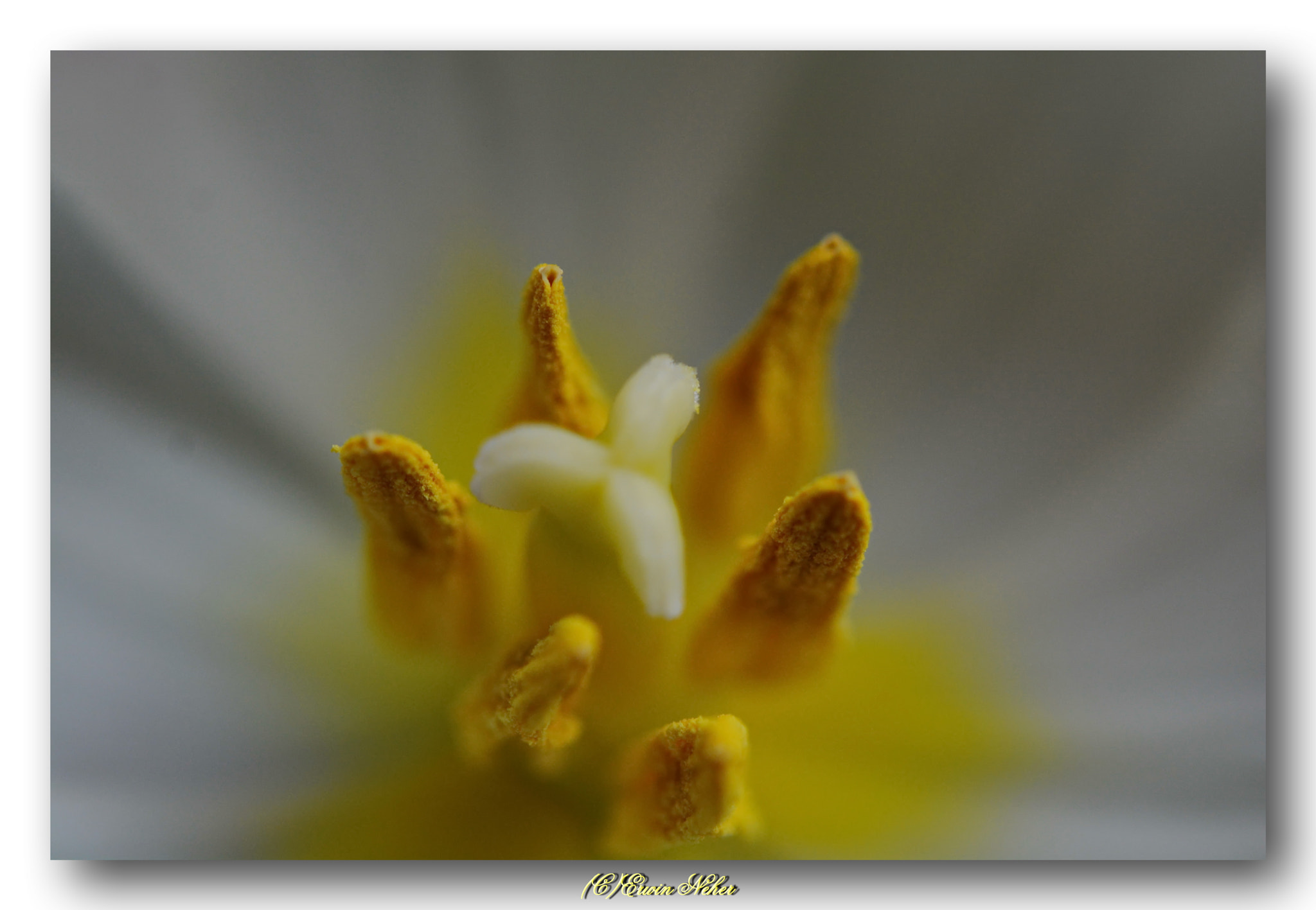 Nikon D7100 + Nikon AF-S Micro-Nikkor 60mm F2.8G ED sample photo. Tulip macro photography