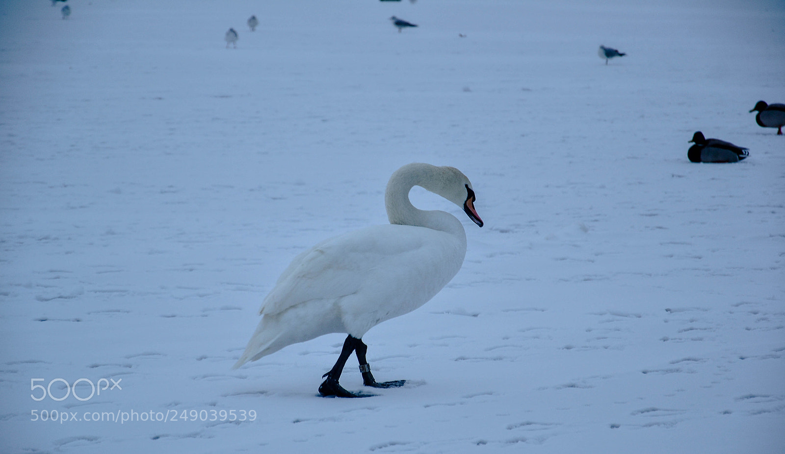 Nikon D3100 sample photo. Sawns in the ice photography