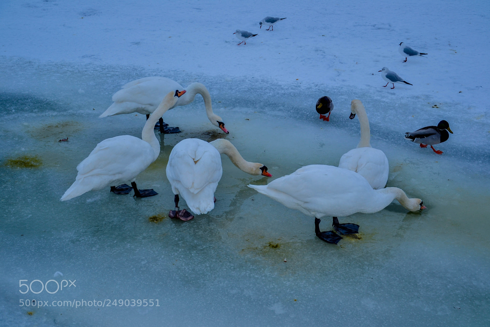 Nikon D3100 sample photo. Sawns in the ice photography