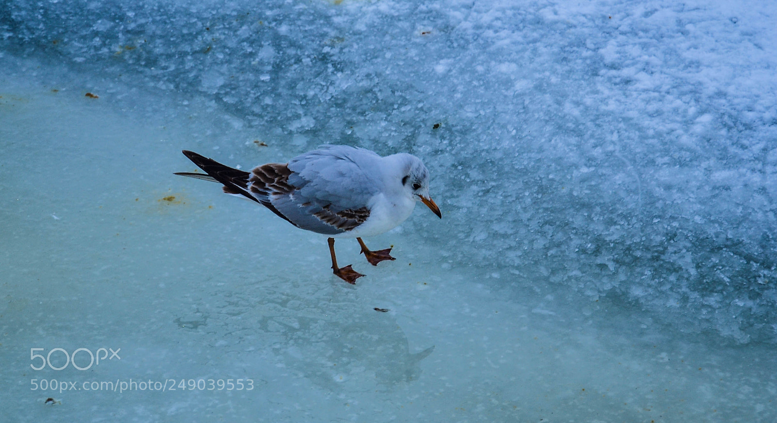 Nikon D3100 sample photo. Birds in the ice photography