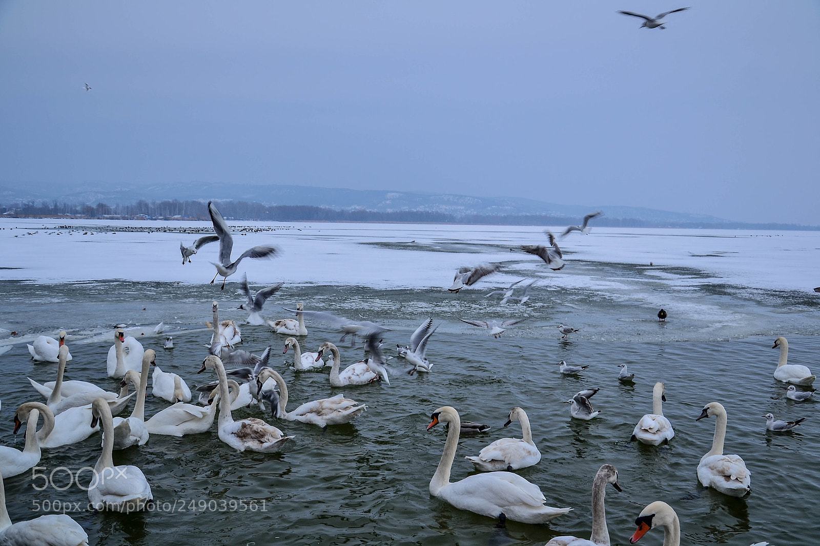 Nikon D3100 sample photo. Swans and birds photography