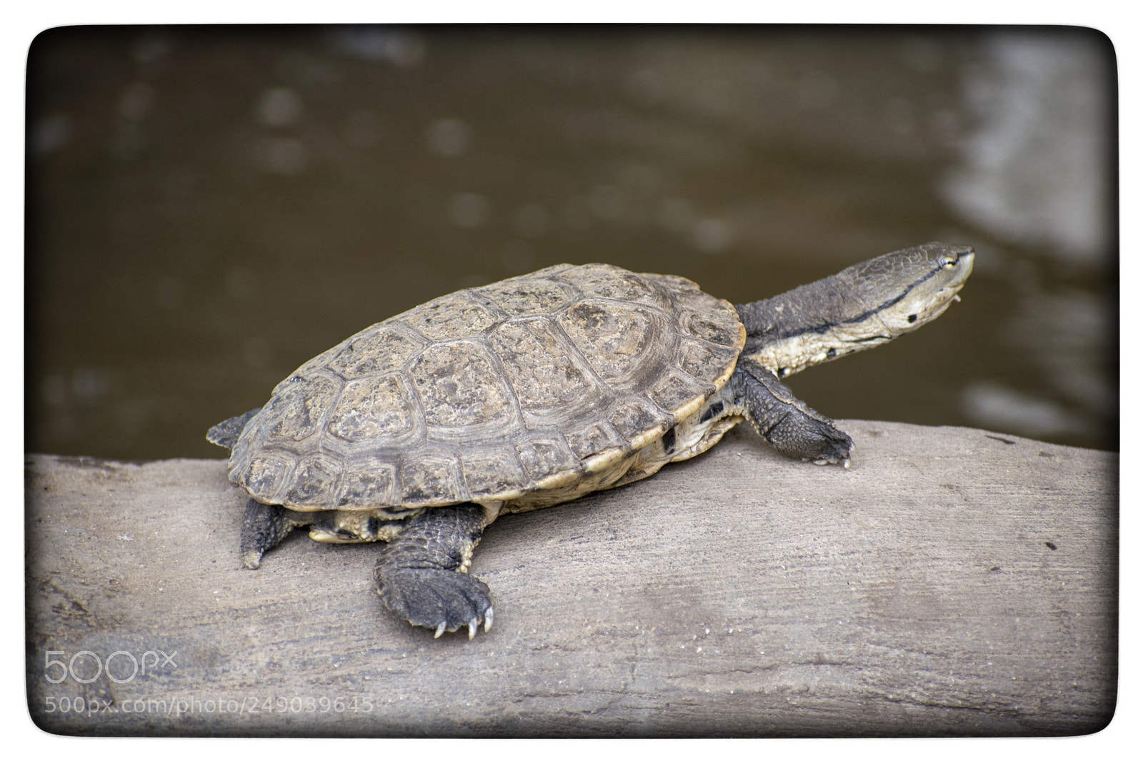 Nikon D5300 sample photo. Tortuga. photography