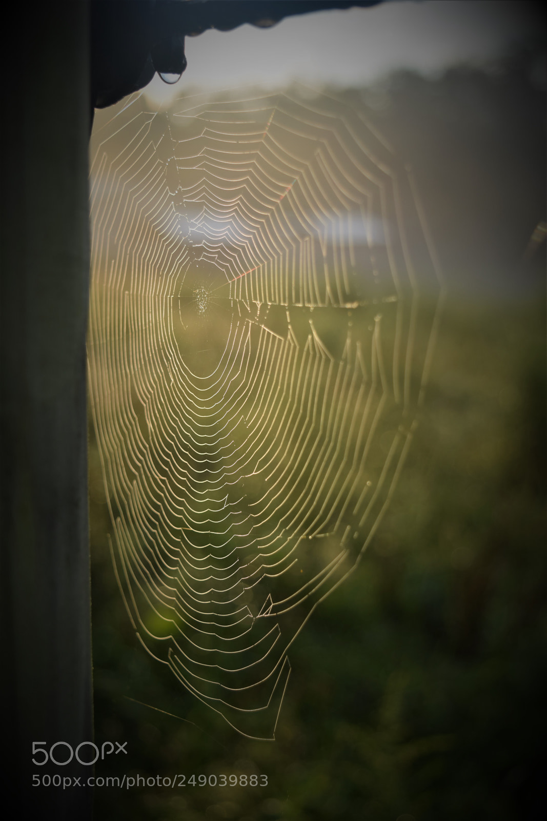 Nikon D3300 sample photo. Web in fog photography