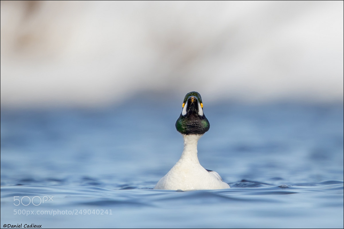 Canon EOS 7D Mark II sample photo. Staredown with a common photography