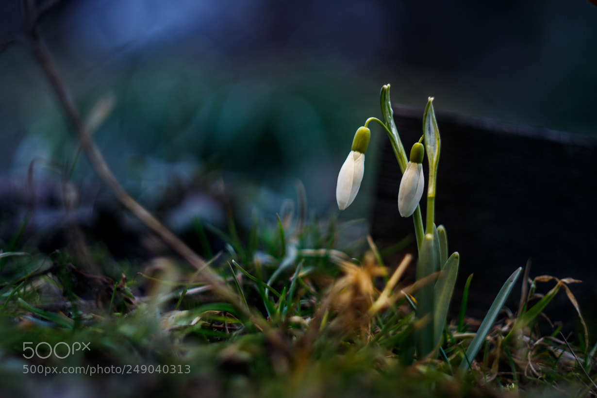 Canon EOS 800D (EOS Rebel T7i / EOS Kiss X9i) sample photo. Snowdrop photography