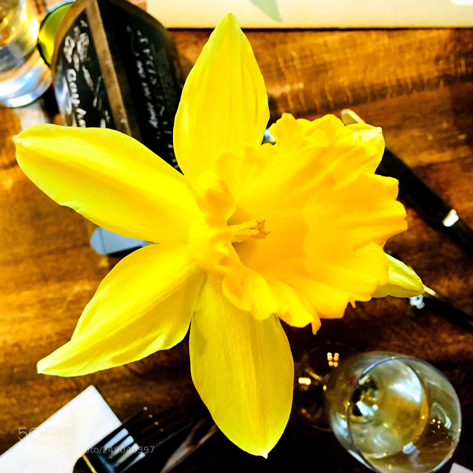 Apple iPhone SE sample photo. A daffodils bloom photography