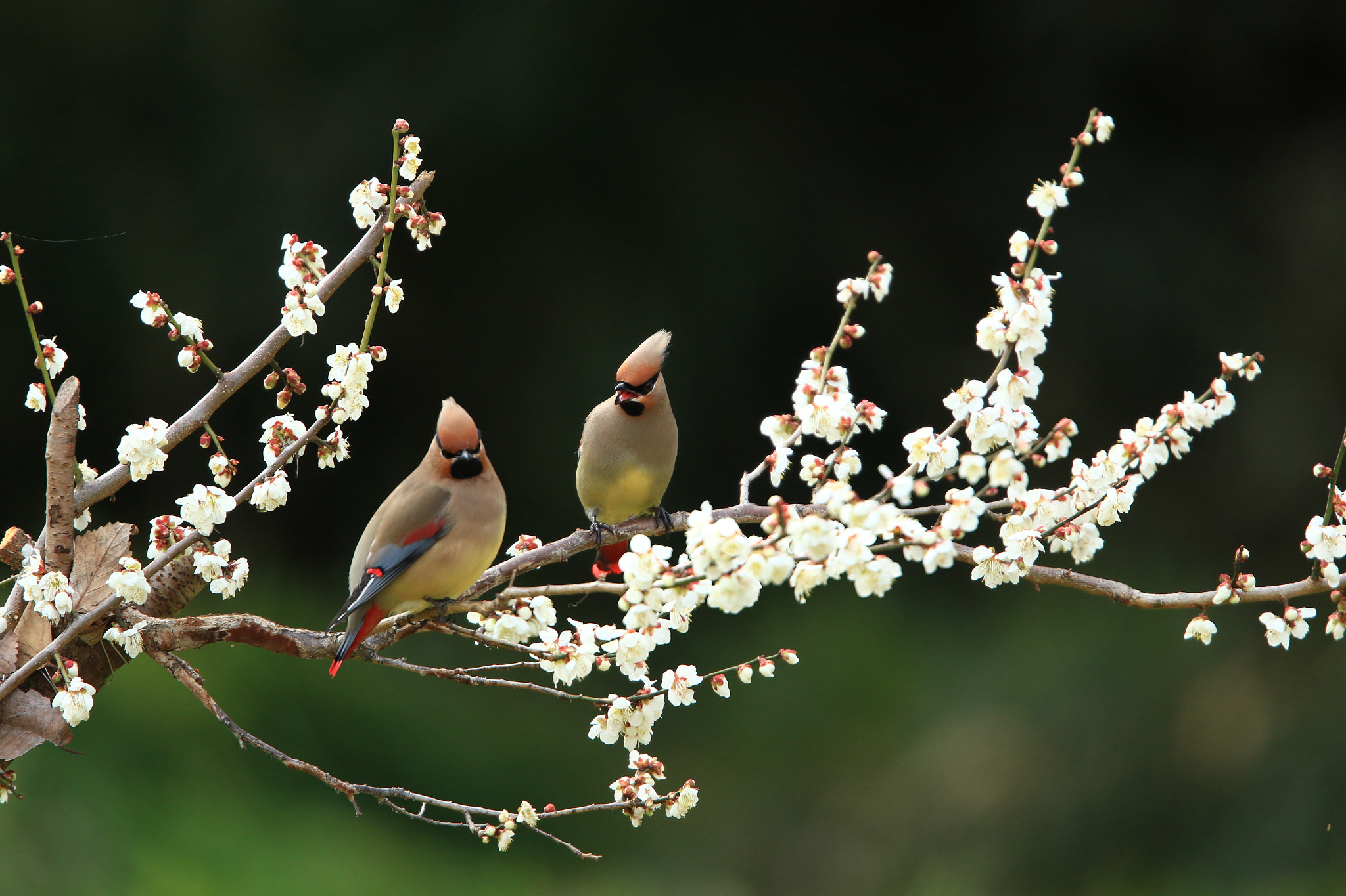 Canon EF 400mm F2.8L IS USM sample photo. おまえ最近 太ったんじゃないか……？ photography