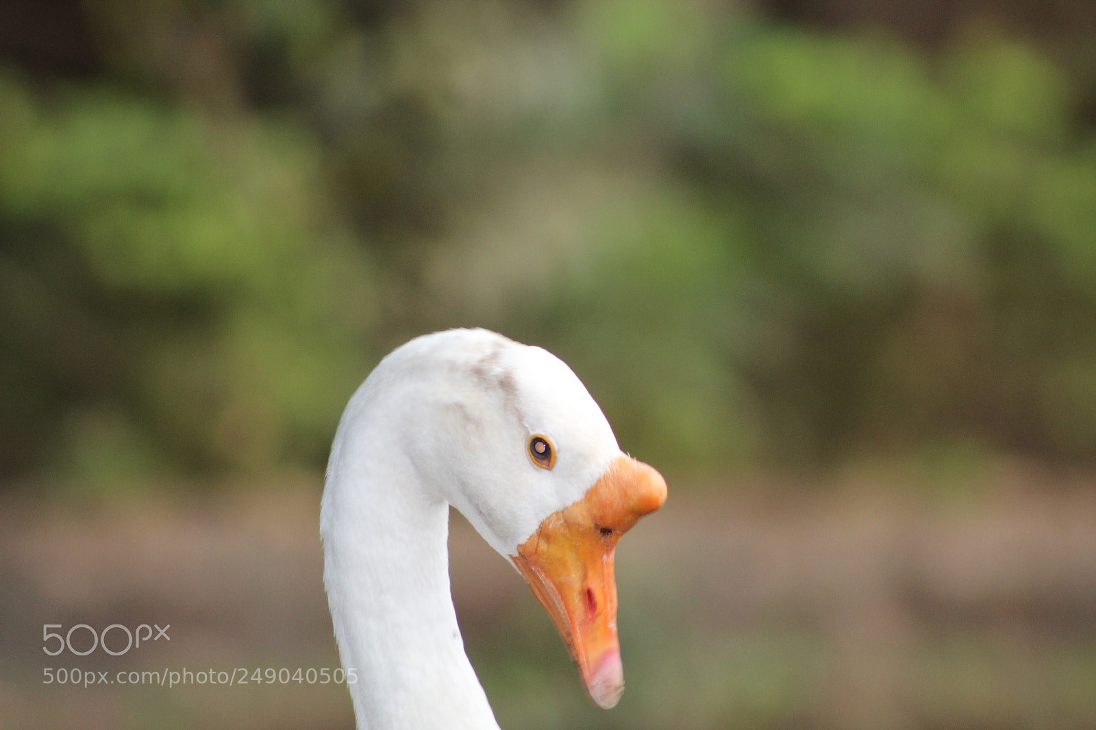 Canon EF 75-300mm f/4-5.6 sample photo. Img photography