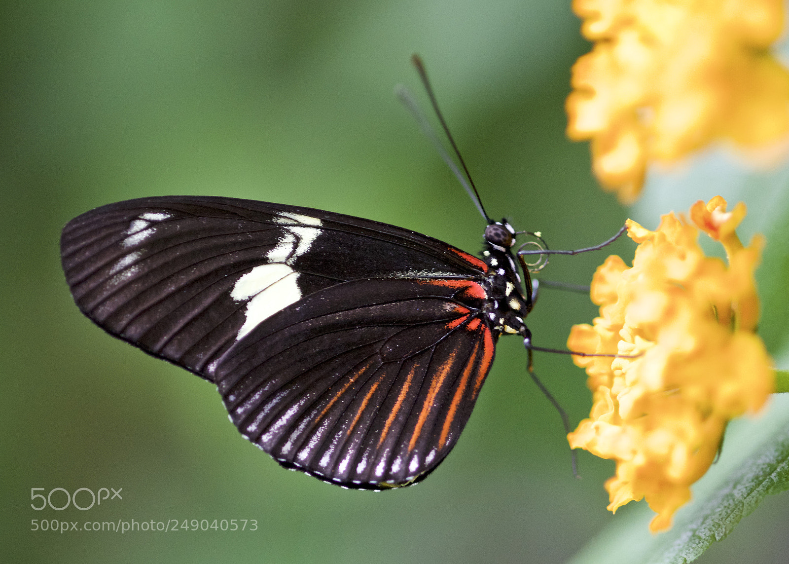 Nikon D610 sample photo. Alone photography