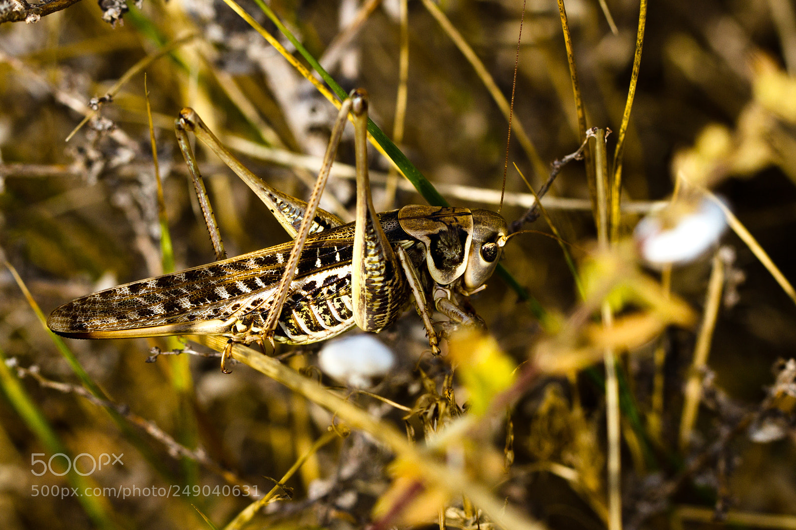 Canon EOS 7D sample photo. Blending in photography