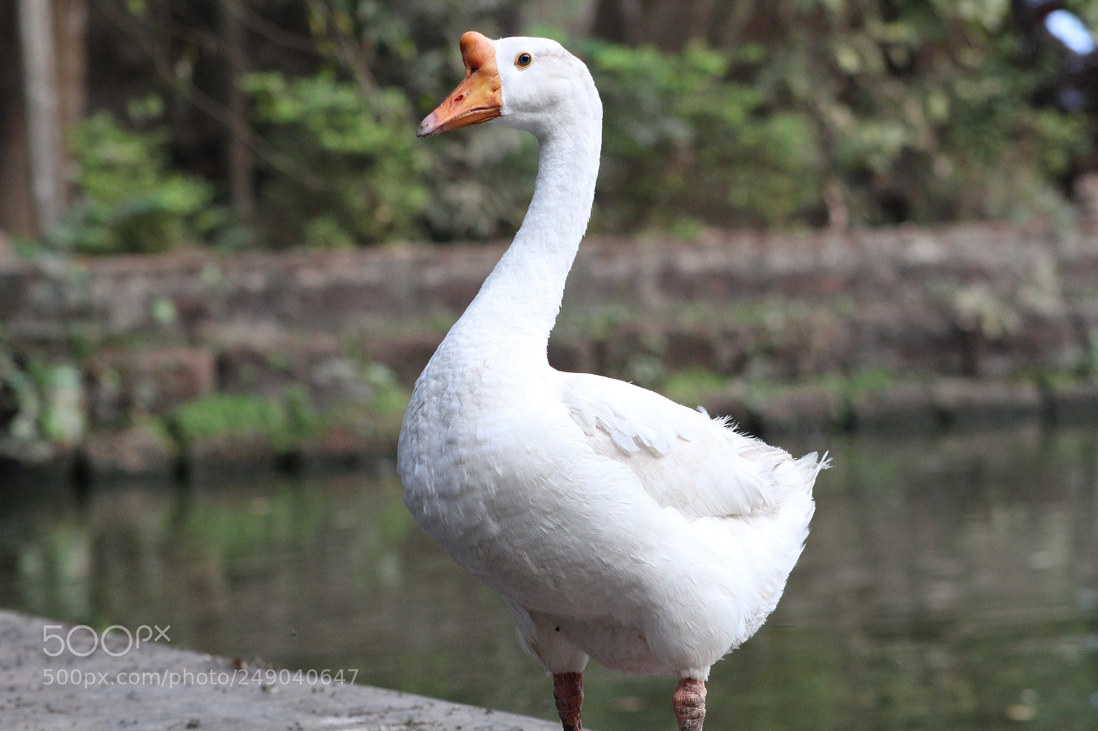Canon EF 75-300mm f/4-5.6 sample photo. Img photography