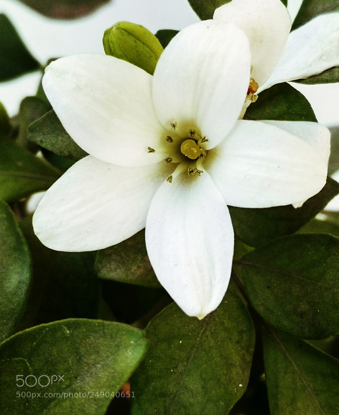 Xiaomi Redmi 4 Pro sample photo. White blossom photography