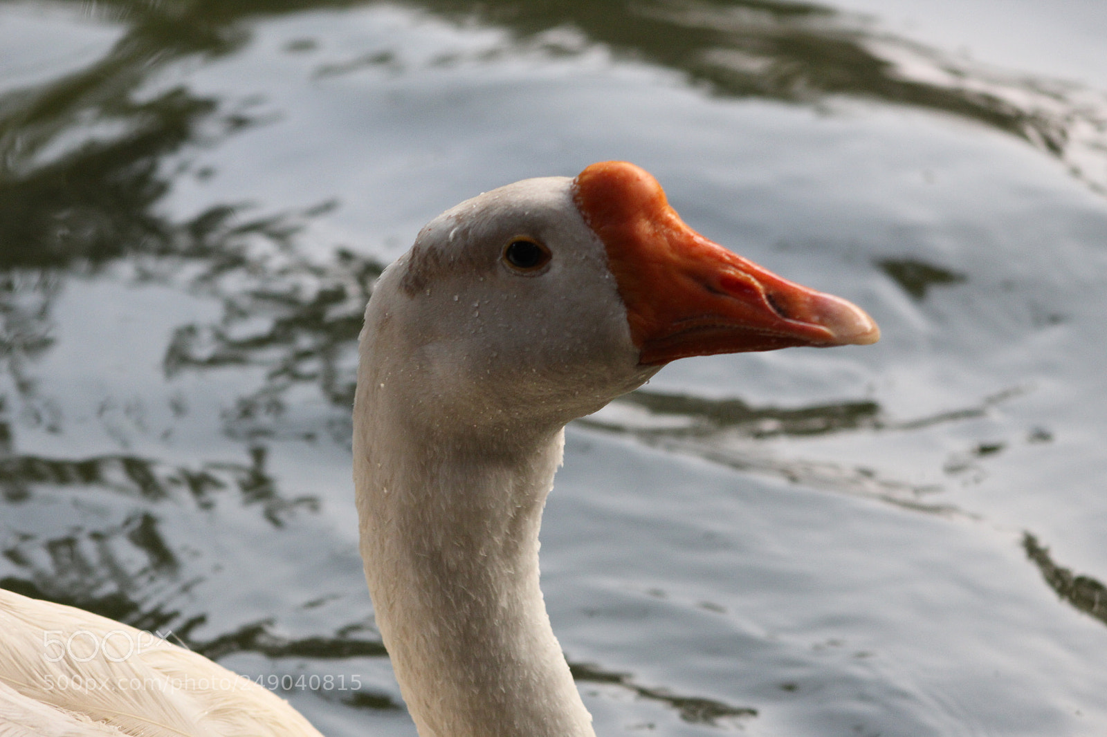 Canon EF 75-300mm f/4-5.6 sample photo. Img photography