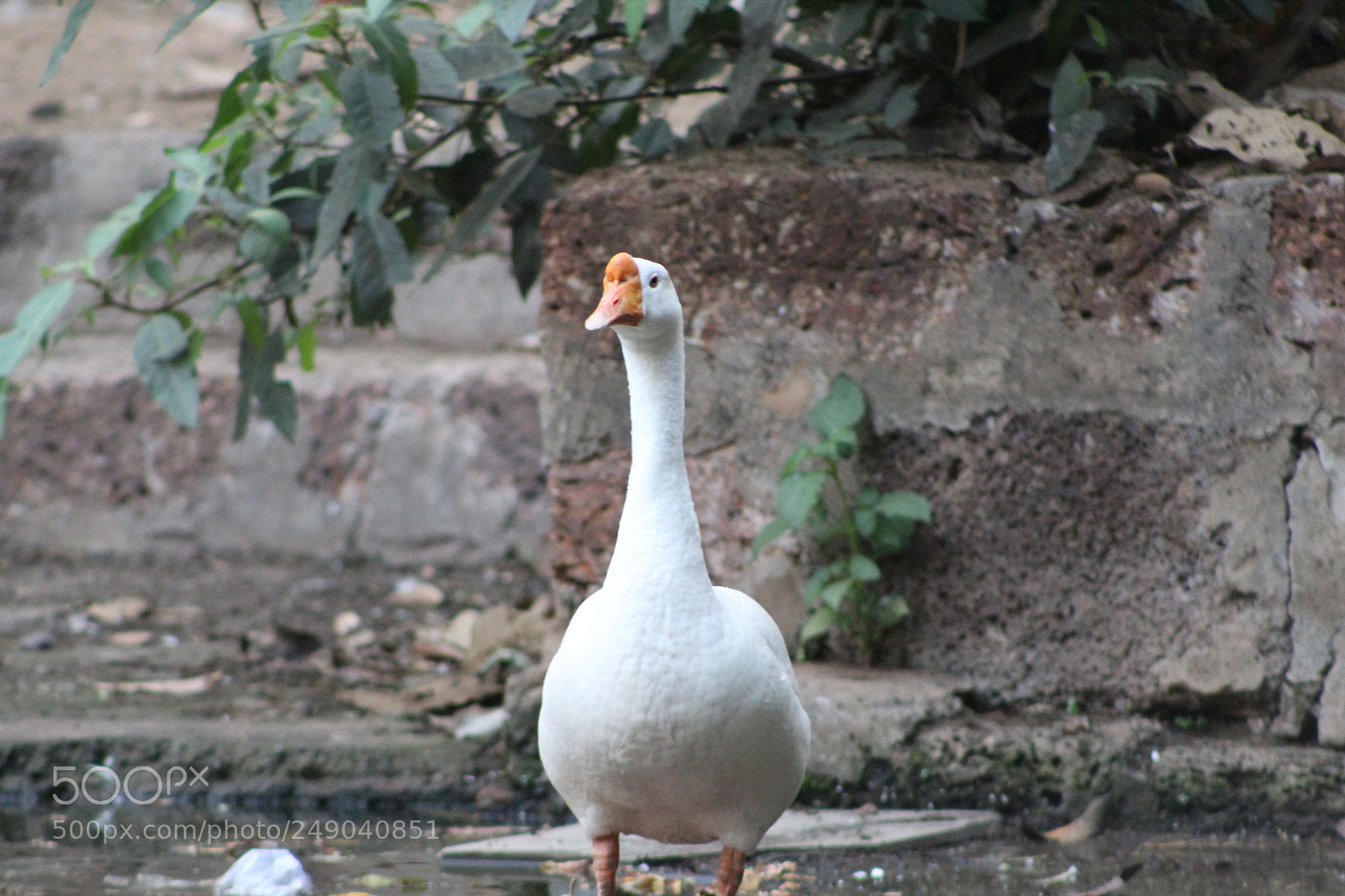 Canon EF 75-300mm f/4-5.6 sample photo. Img photography