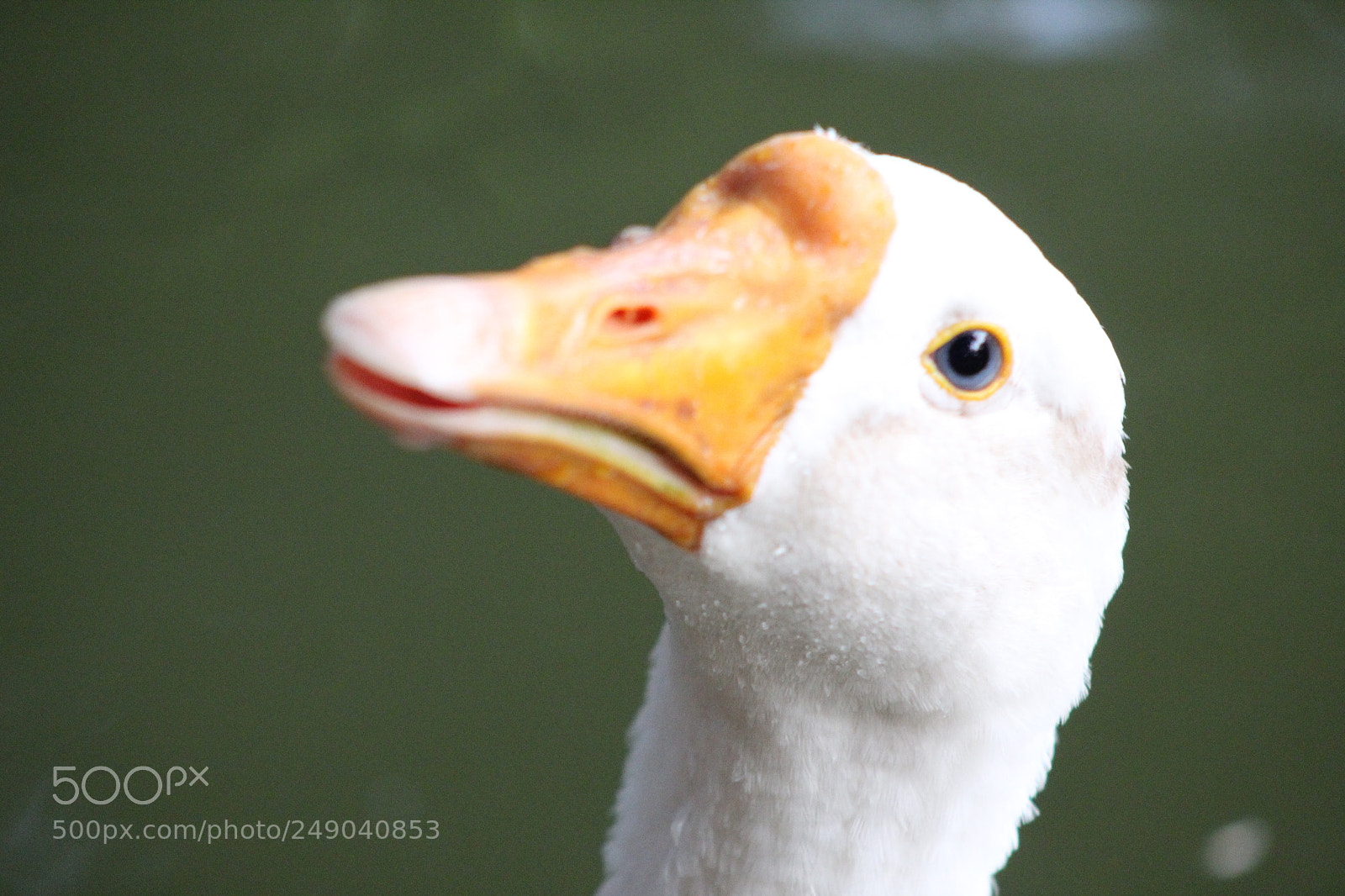 Canon EF 75-300mm f/4-5.6 sample photo. Img photography