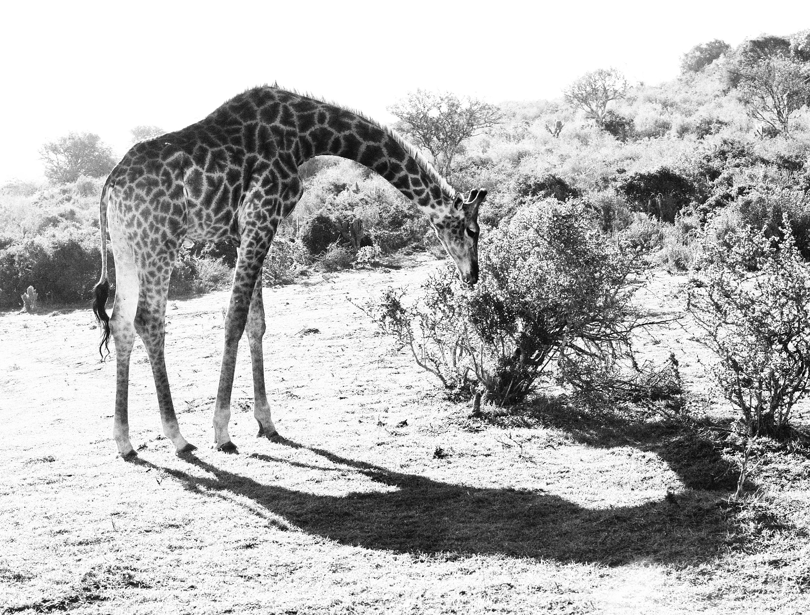 Nikon D600 sample photo. Girafe photography