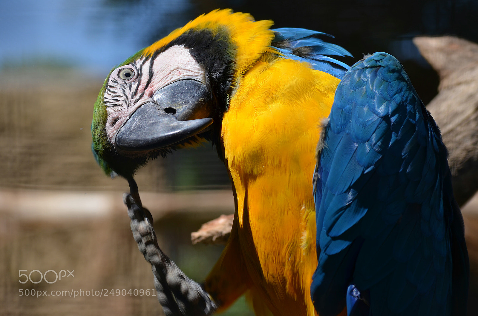 Nikon D5100 sample photo. Parrot photography