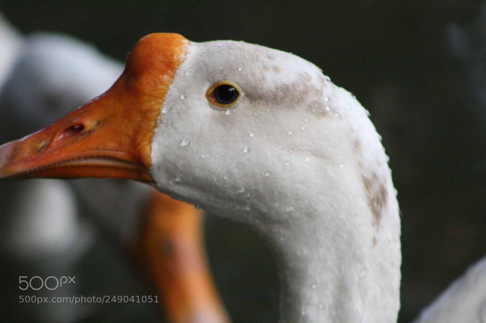 Canon EF 75-300mm f/4-5.6 sample photo. Img photography