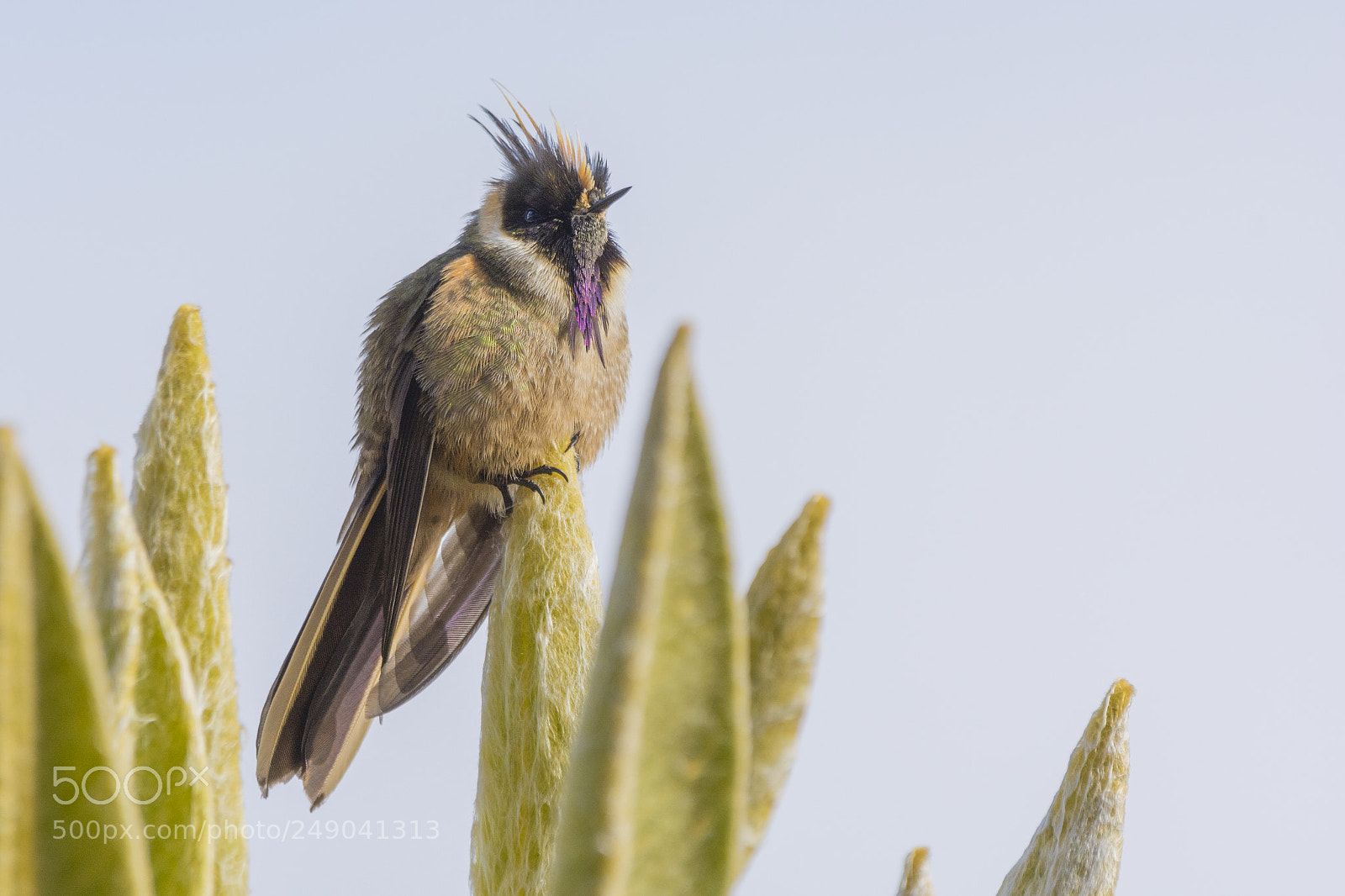 Nikon D7100 sample photo. Buffy helmetcrest photography