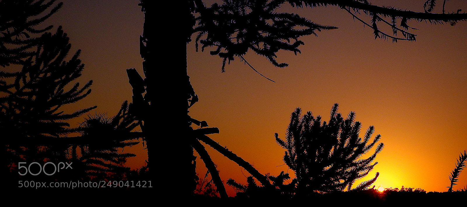 Fujifilm FinePix SL1000 sample photo. In the morning .... photography
