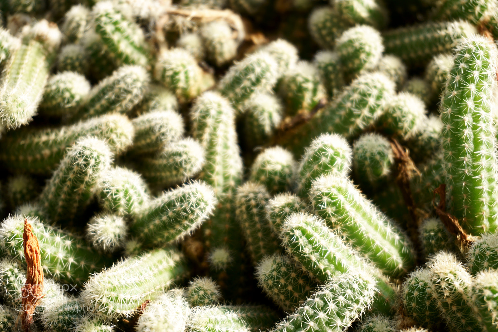 Sony a6000 sample photo. Spines close up photography