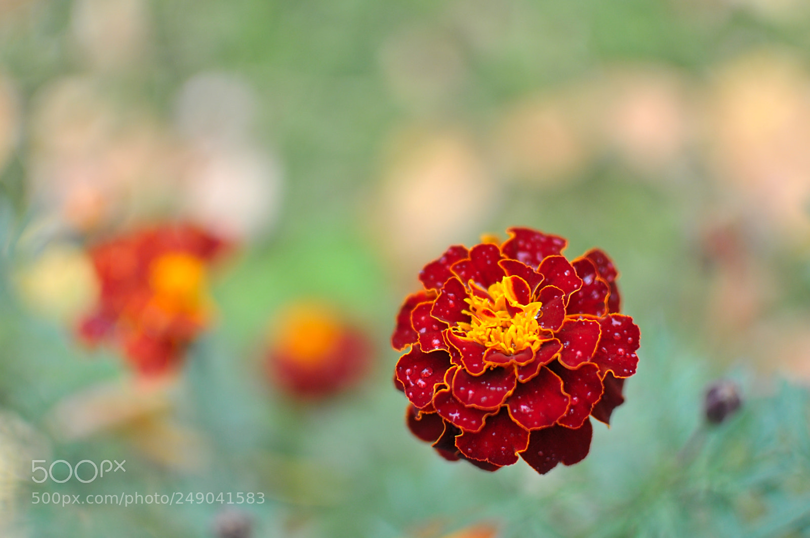 Nikon D90 sample photo. Tagetes photography