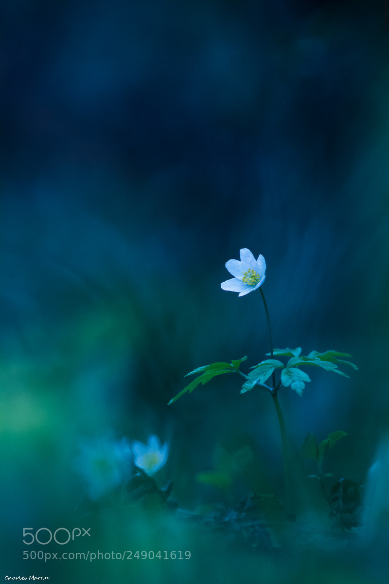 Canon EOS 7D sample photo. An mone sylvie anemone photography
