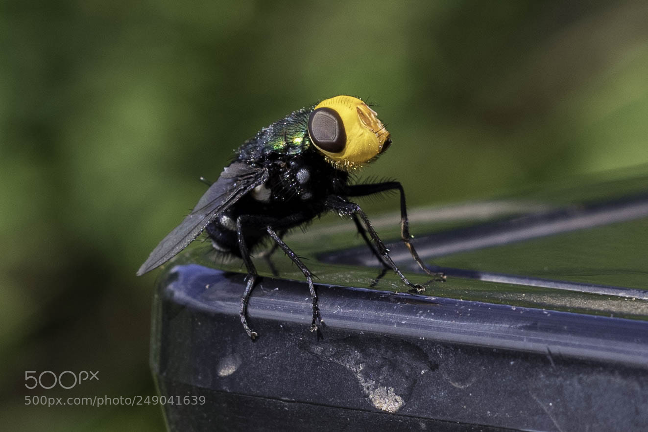 Pentax K-1 sample photo. Imgp5365-2.jpg photography