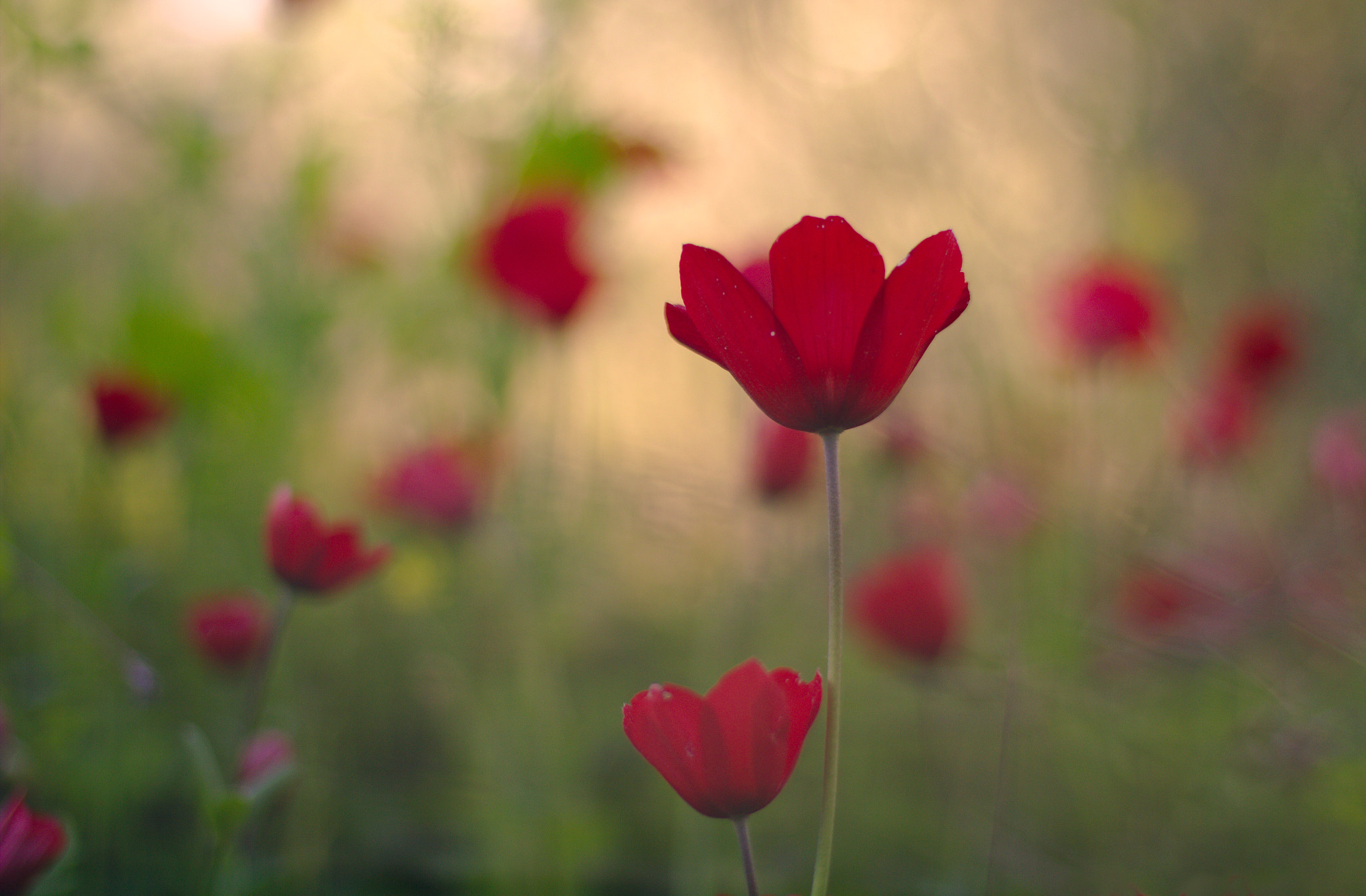 Canon EOS 60D + Canon EF 50mm F1.4 USM sample photo. Dreamy spring... photography