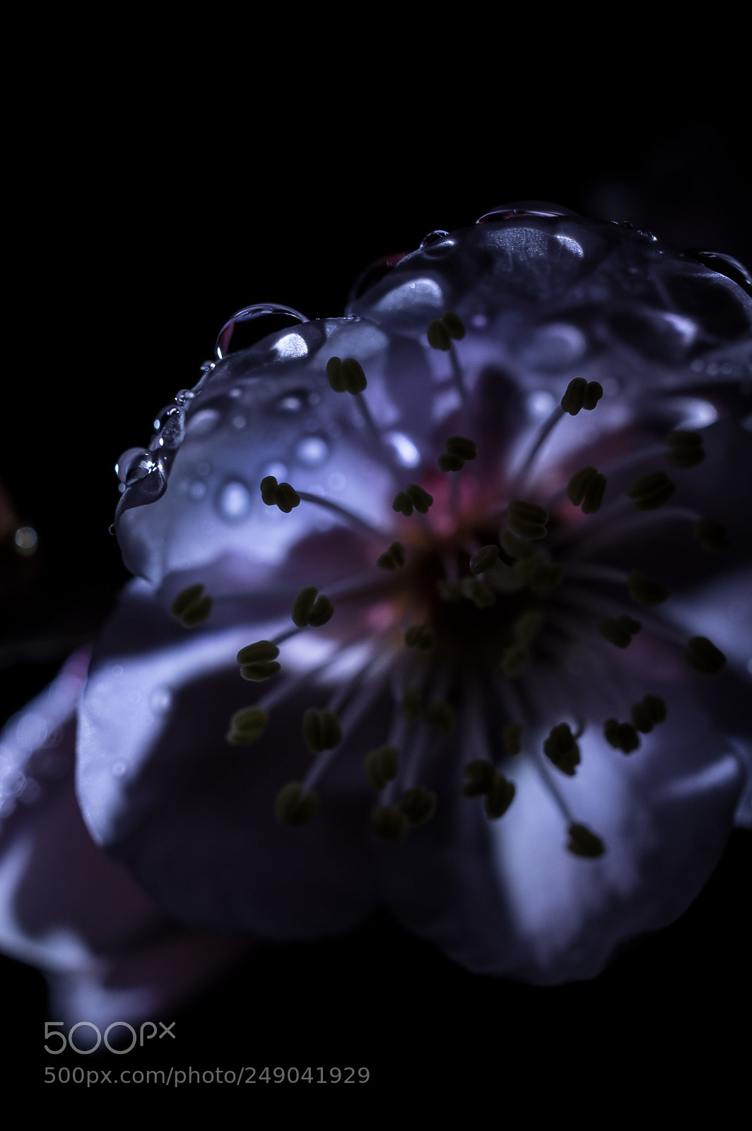Pentax K-3 II sample photo. 宵闇　(dome) photography