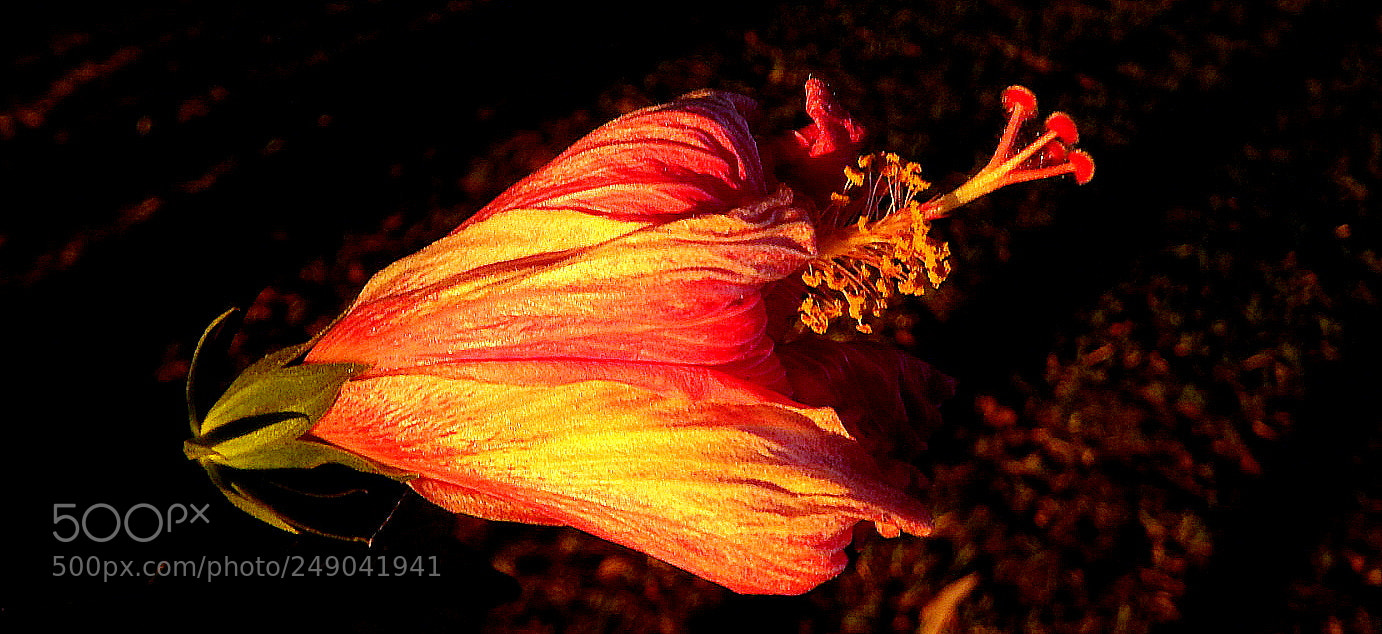 Fujifilm FinePix SL1000 sample photo. Hibisco flower ... photography