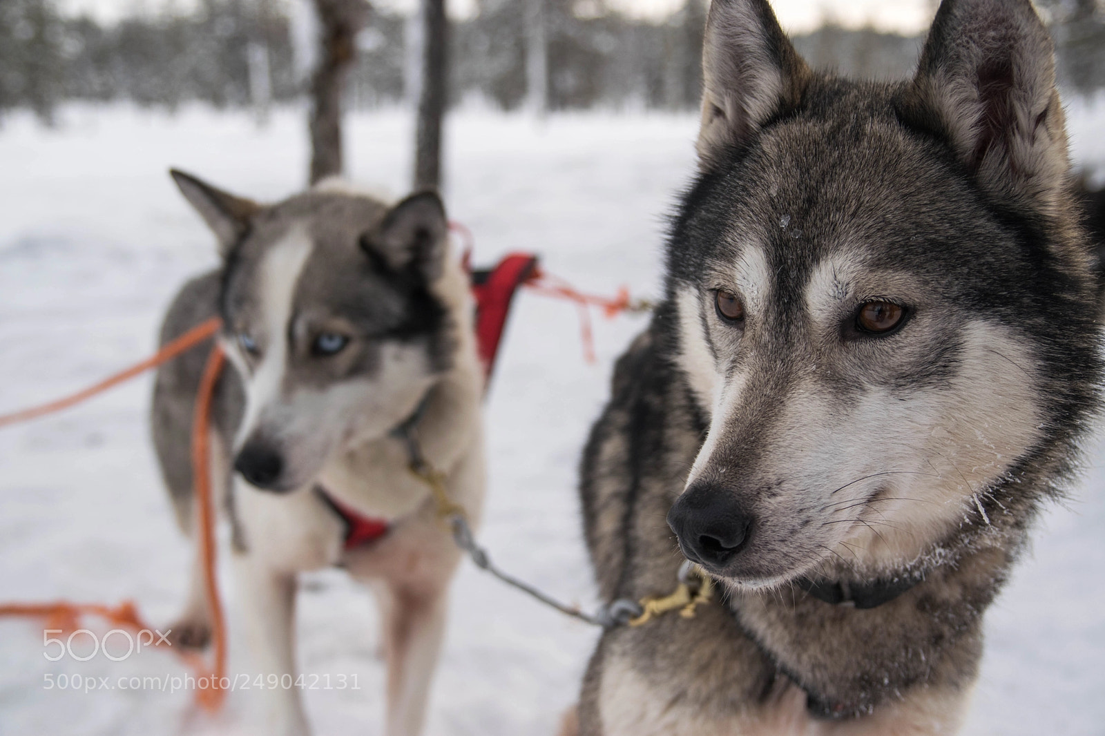 Nikon D3300 sample photo. Leaders of the pack photography