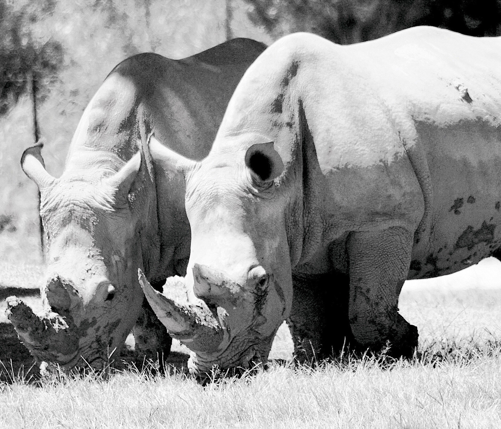 Canon EOS 1100D (EOS Rebel T3 / EOS Kiss X50) sample photo. Rhino photography