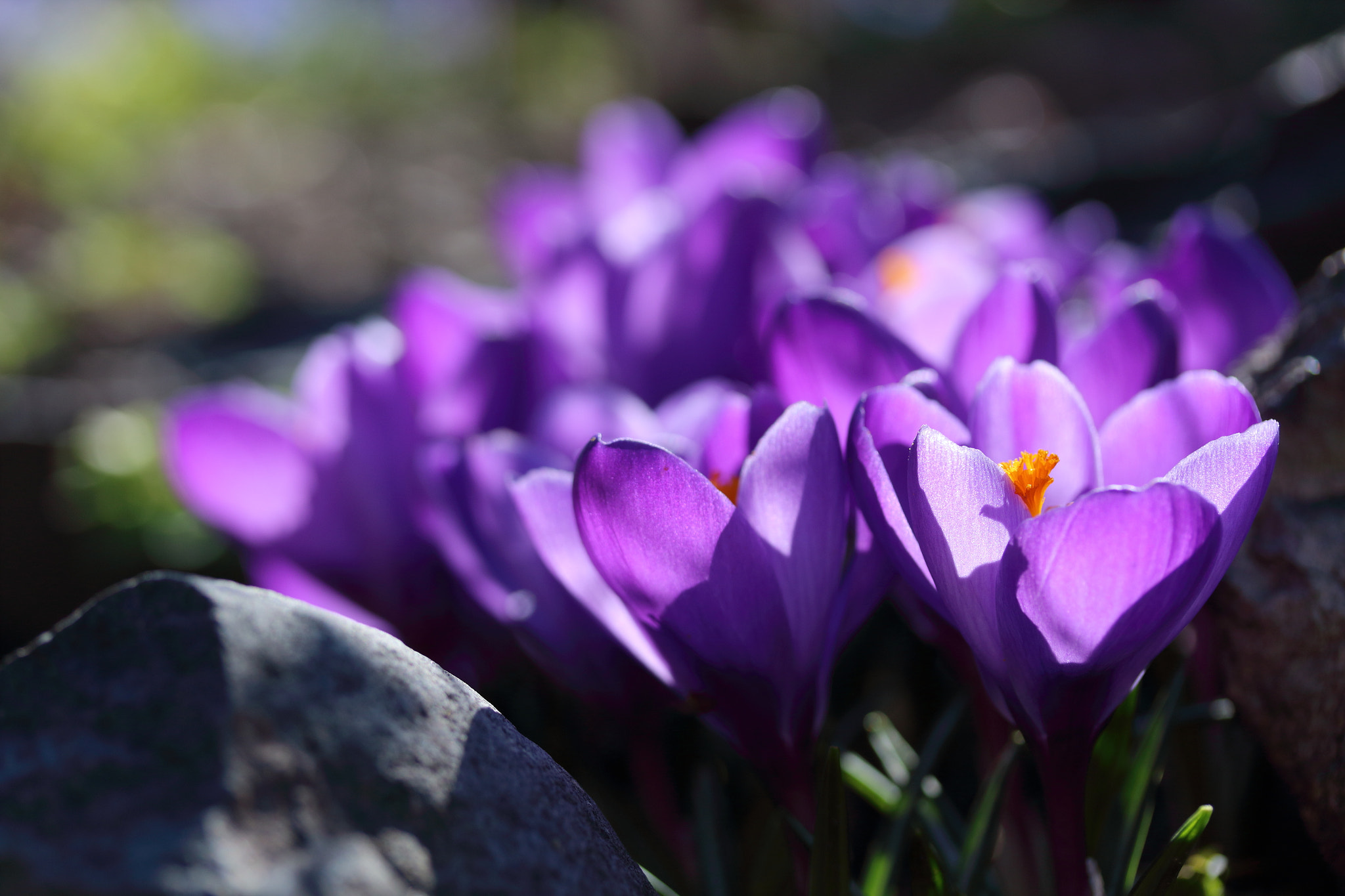 Canon EF-S 60mm F2.8 Macro USM sample photo. Woken up photography
